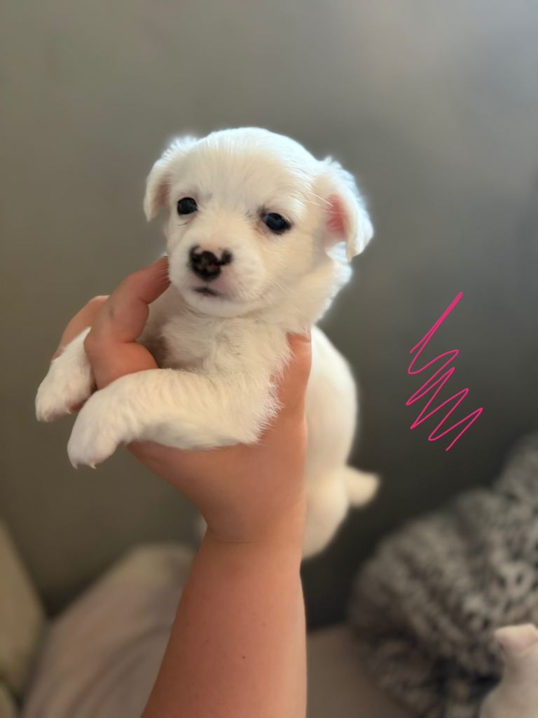 Jack Russell puppy’s 