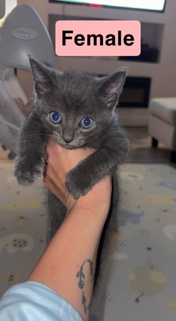 Adorable Kittens Looking for Forever Homes