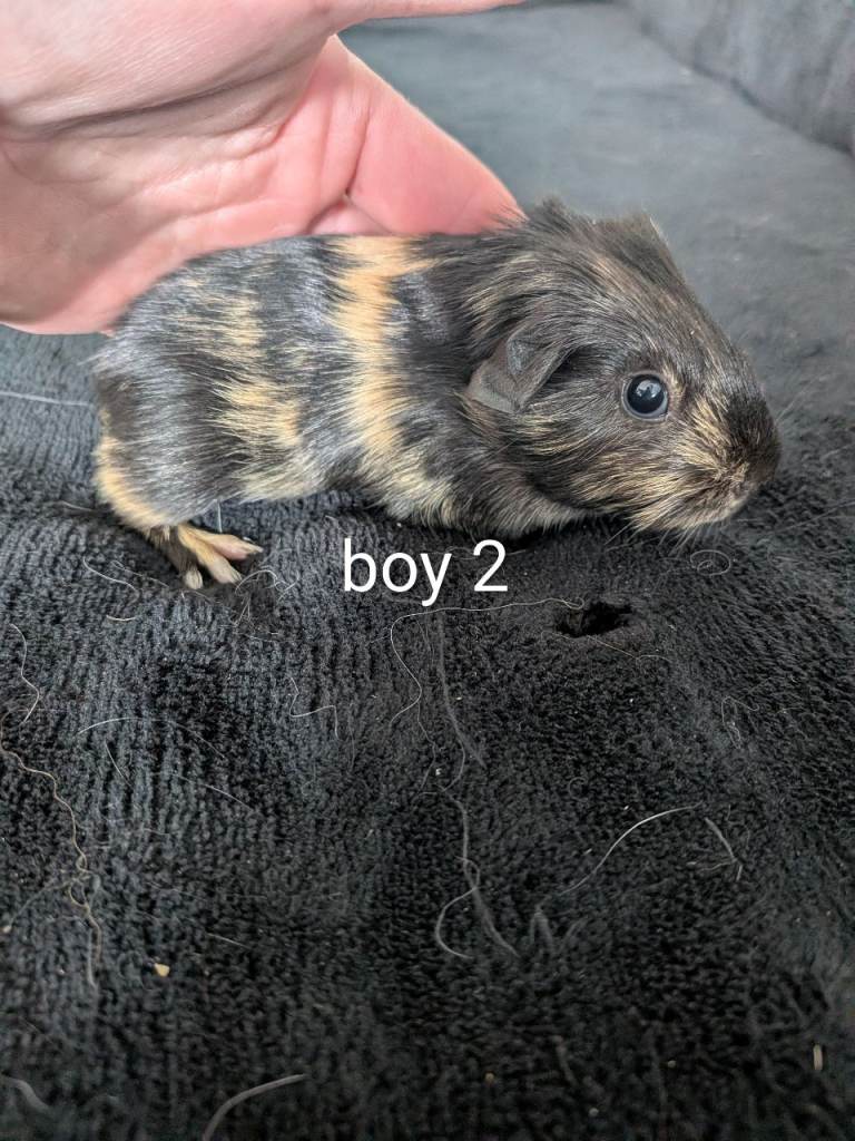Baby guinea pigs