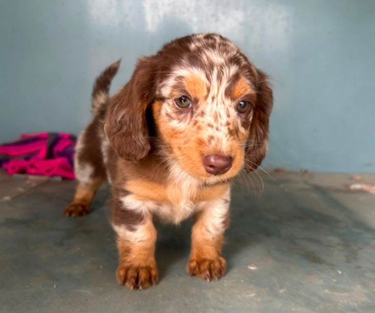 Dachshund  puppy’s 