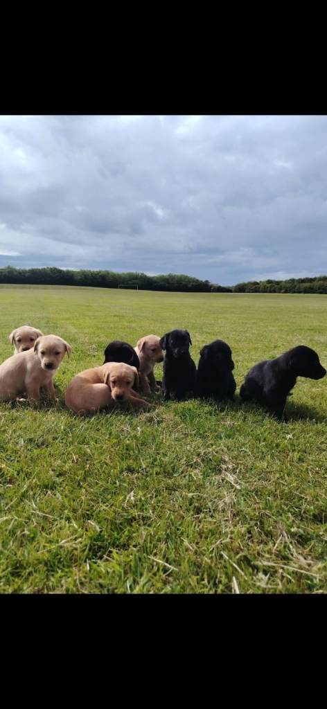 Labrador Puppies 700