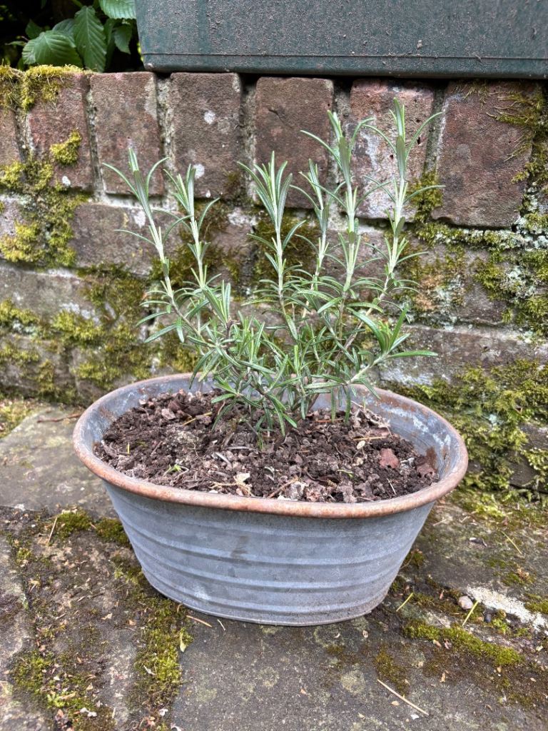 Rosemary in rustic metal container. Collect from Fulham