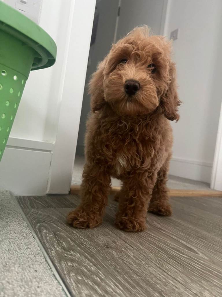 Cavapoo puppies ready for their for ever homes 