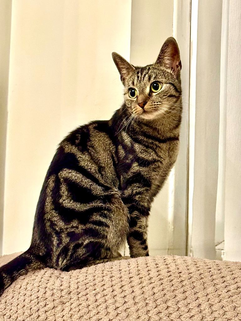 Bonded Pair of Young Sister Cats – Loving Forever Home Wanted + Everything Included