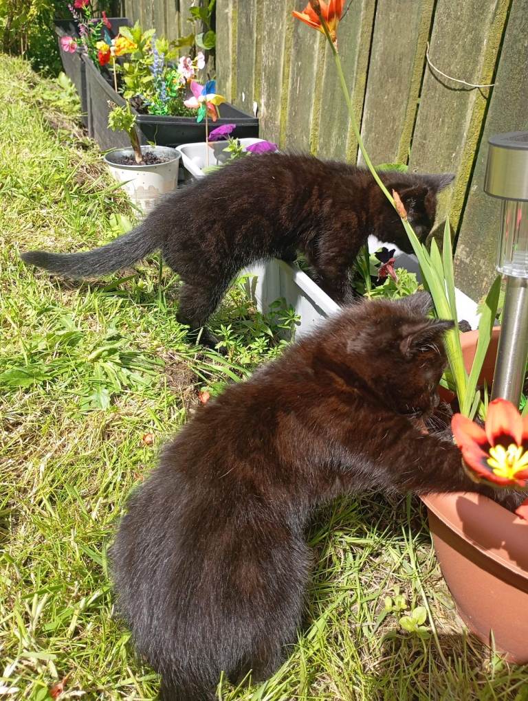 2 happy kittens 