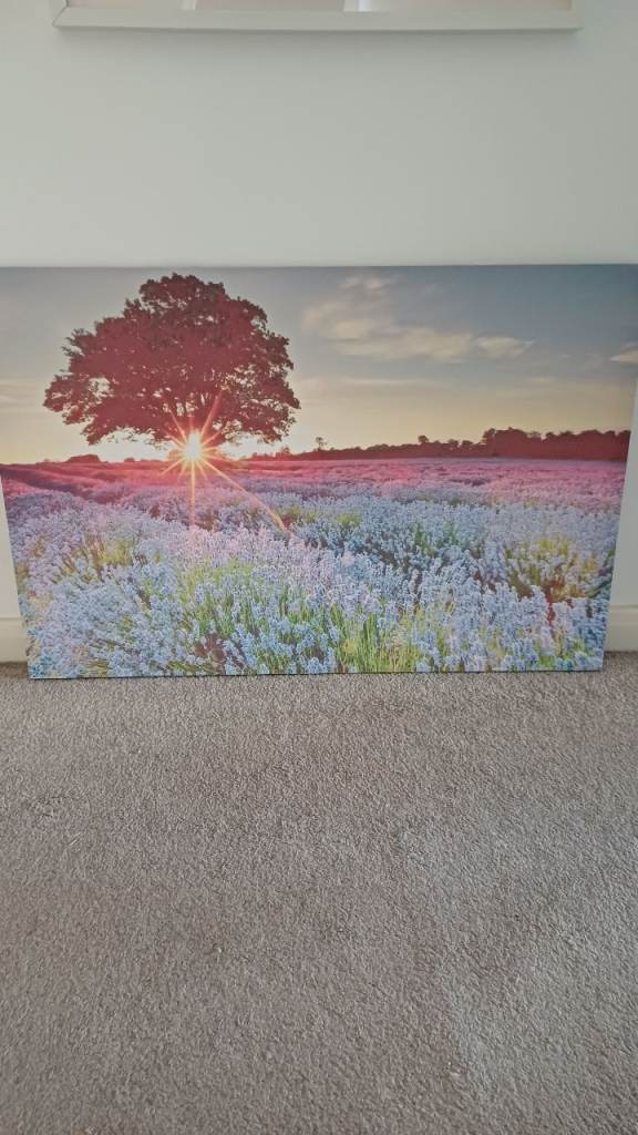 Picture of a field of lavender at sunset