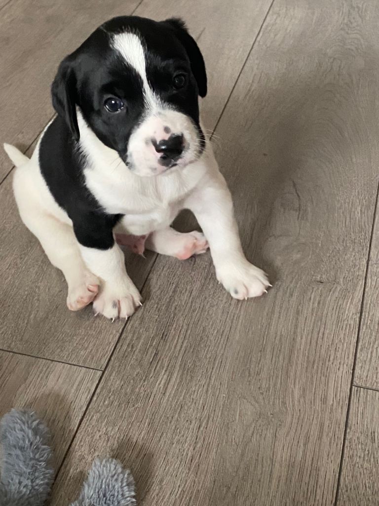 Puppies looking for loving homes