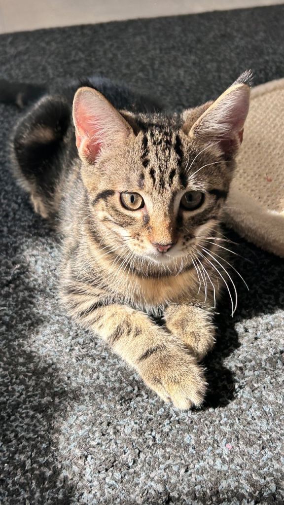 Kitten for sale 