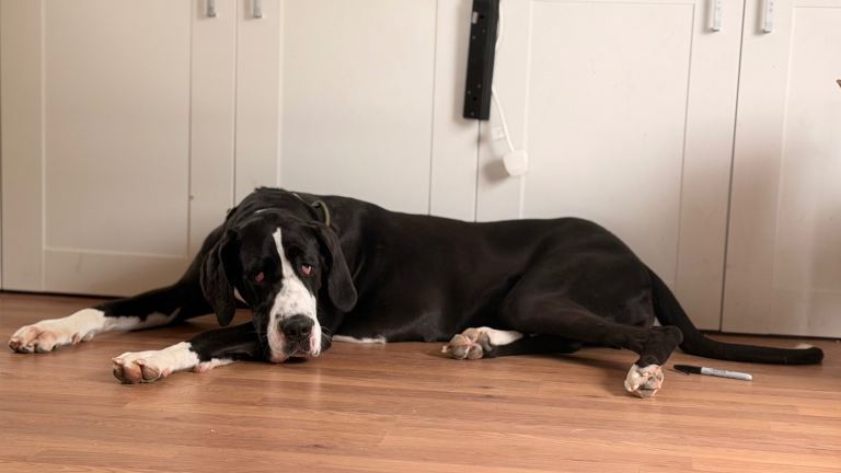 Gorgeous 16 Month Great Dane
