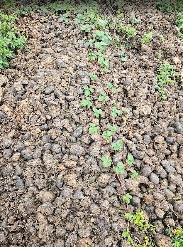 Aged manure for sale! Compost, fertilizer, horse manure. 50 liters bags for sale