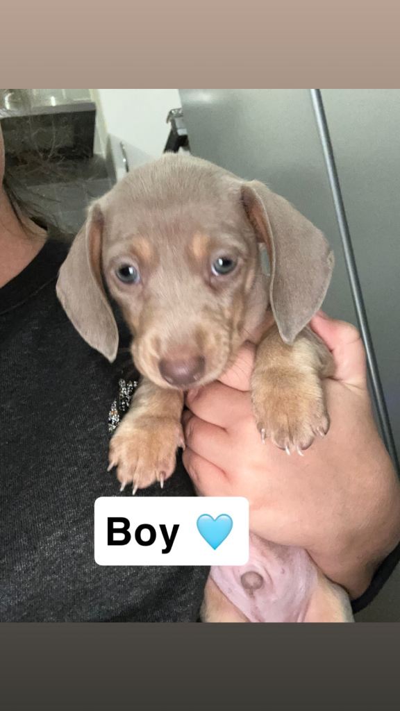 Miniature dachsund puppies 