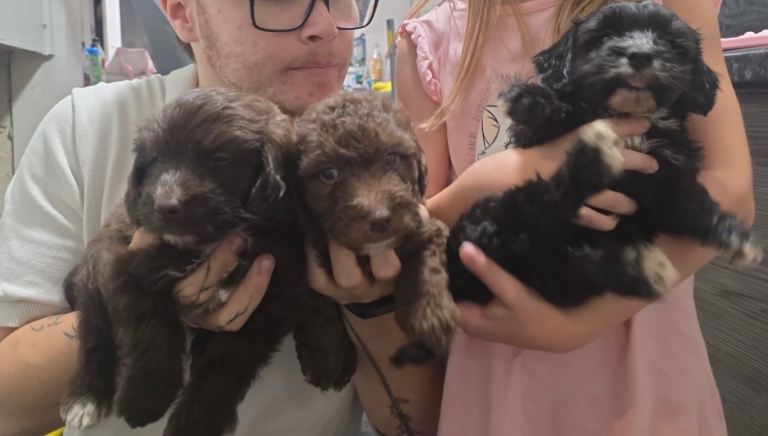 Cockapoo puppy for sale 