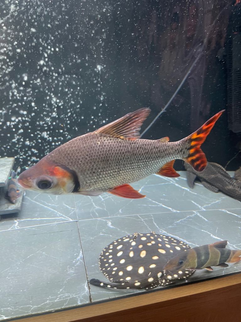 Flagtail 10 inch Prochilodus Semaprochilodus taeniurus