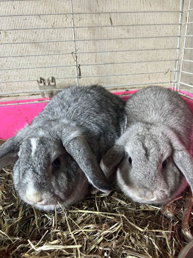 TWO BEAUTIFUL RABBITS FOR SALE