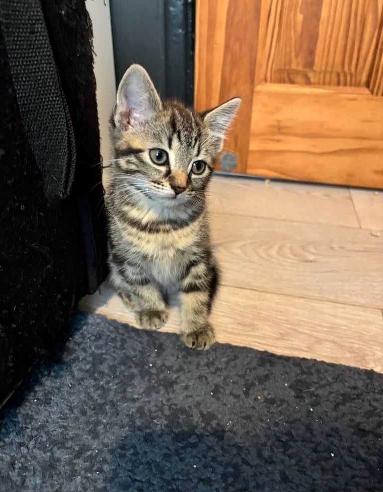 Kittens looking for their forever home! 