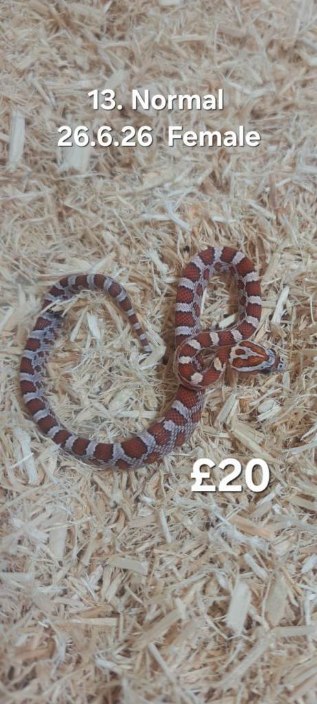 Hatchling and Adult Cornsnakes for sale