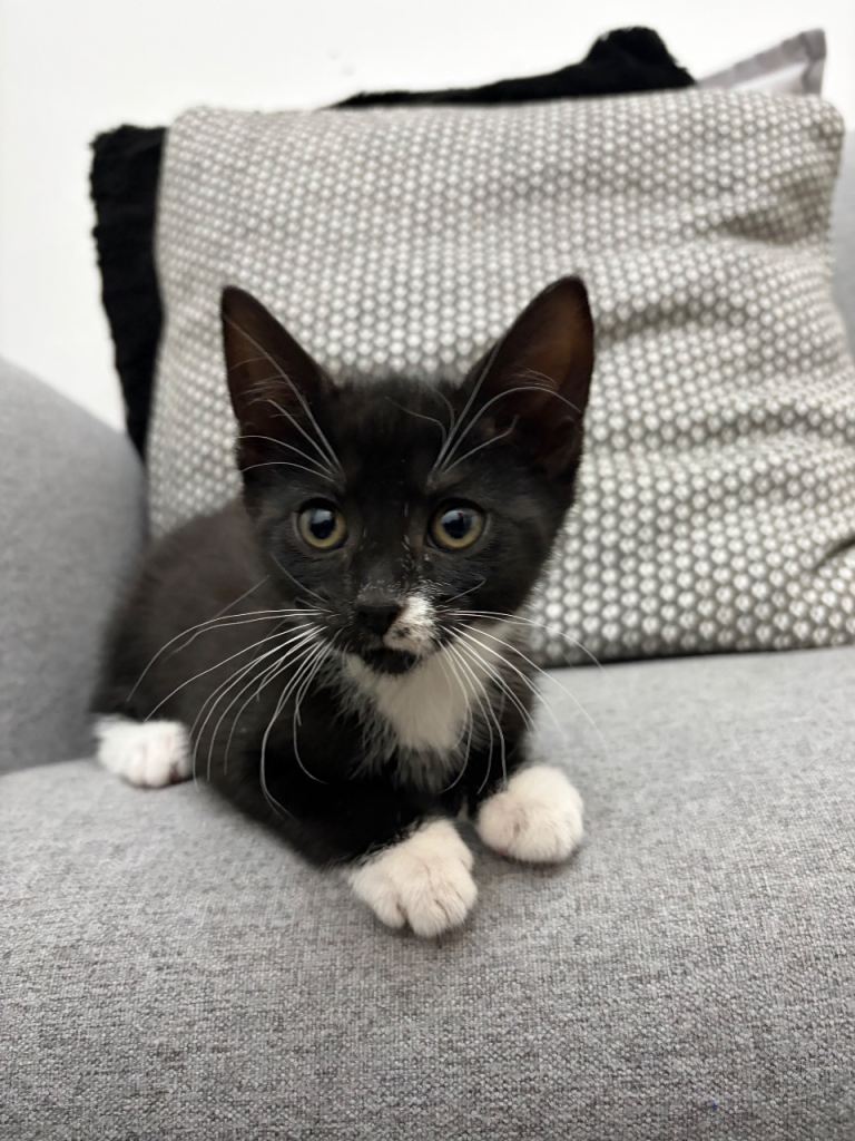 Adorable Playful Female Kitten 8 weeks - £50 each COLLECTION TODAY London E2 31/05