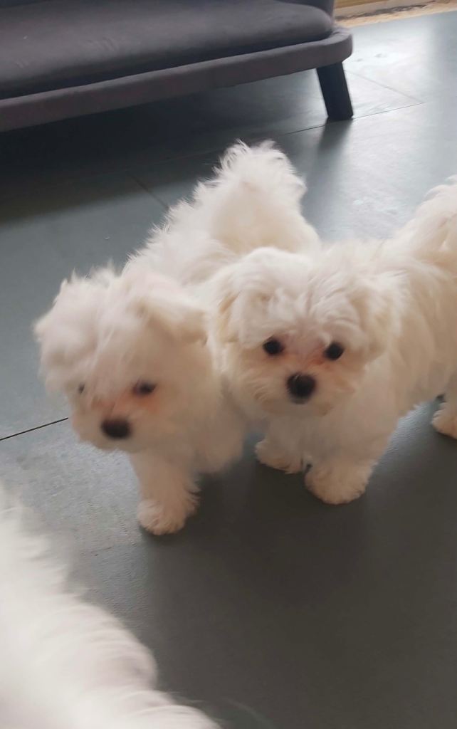 Korean Maltese terrier 