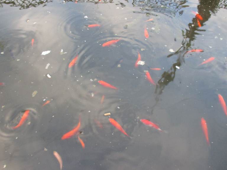Young pond-bred goldfish, multi colours