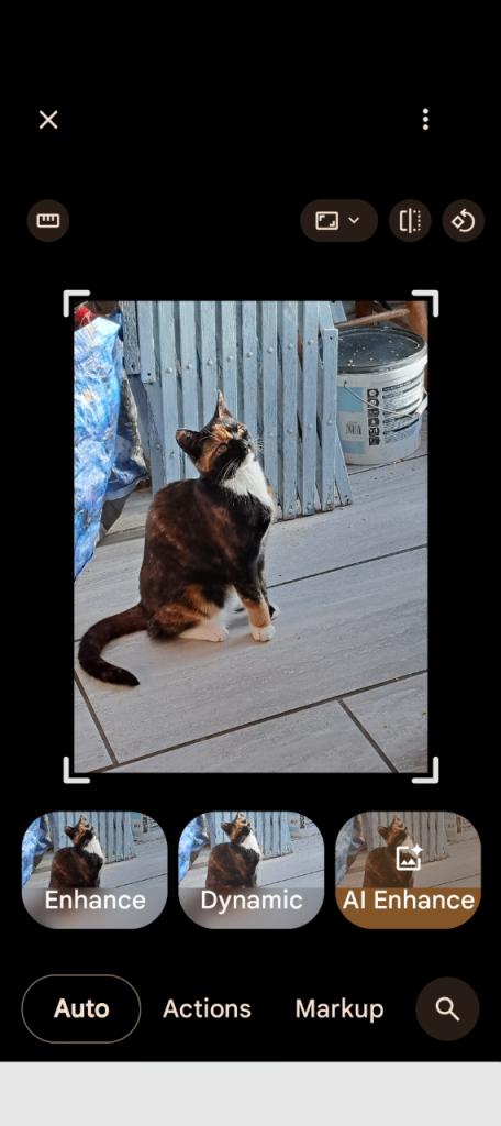 Female tortoiseshell and white cat 2 years