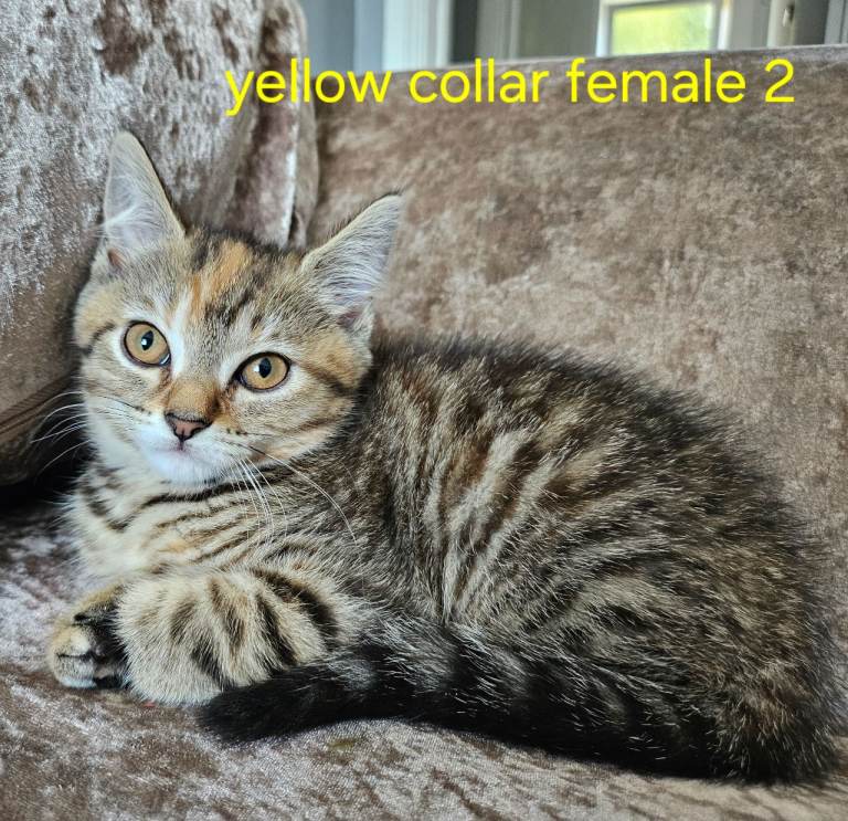 2 tabby females left British blue shorthairs crossed