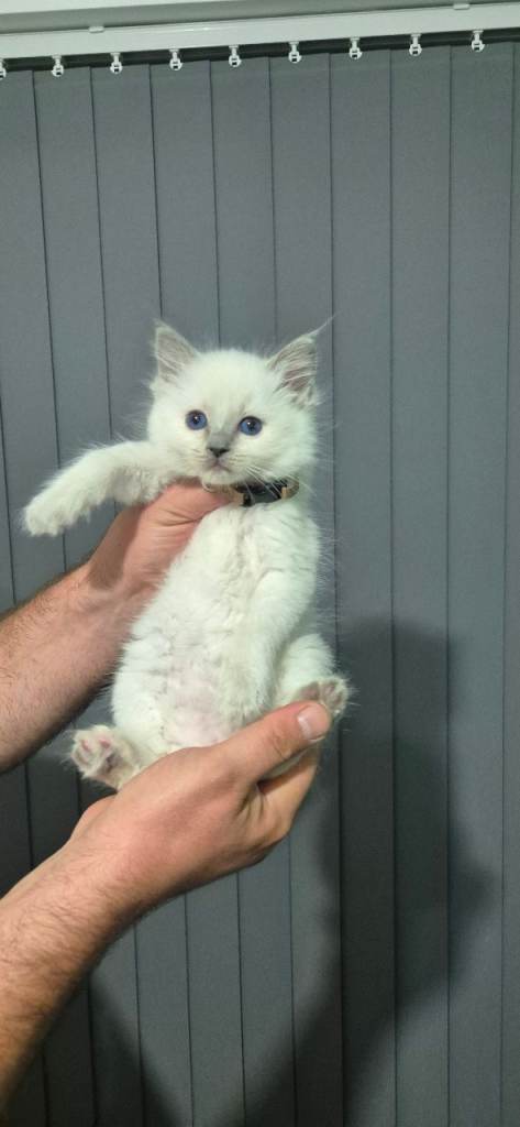 Ragdoll kittens blue point 