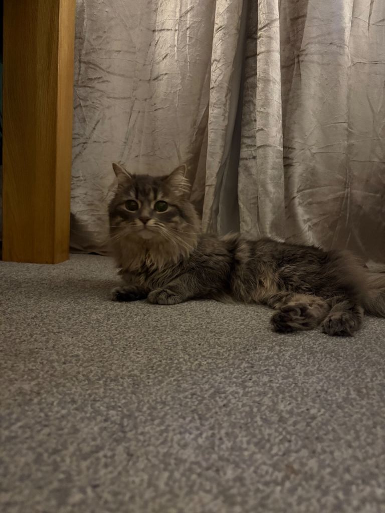 Black British short hair and longhair grey males