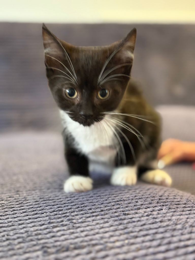 Kittens 13 weeks old. 