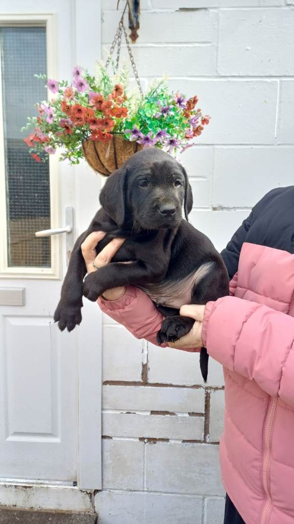 Lovely labrador puppies ready 22nd april
