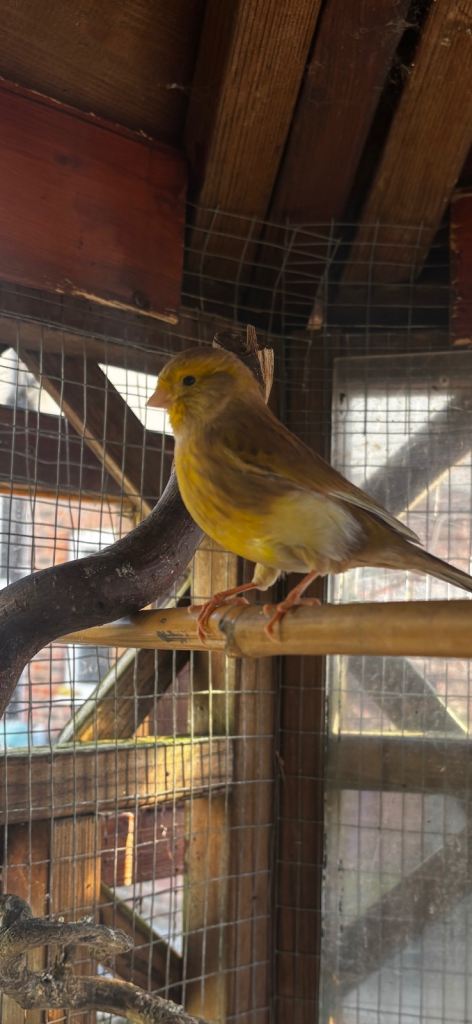 Gloucestershire  Female Canary 10 months old
