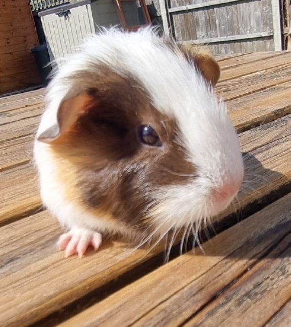 Baby guinea pigs for sale 