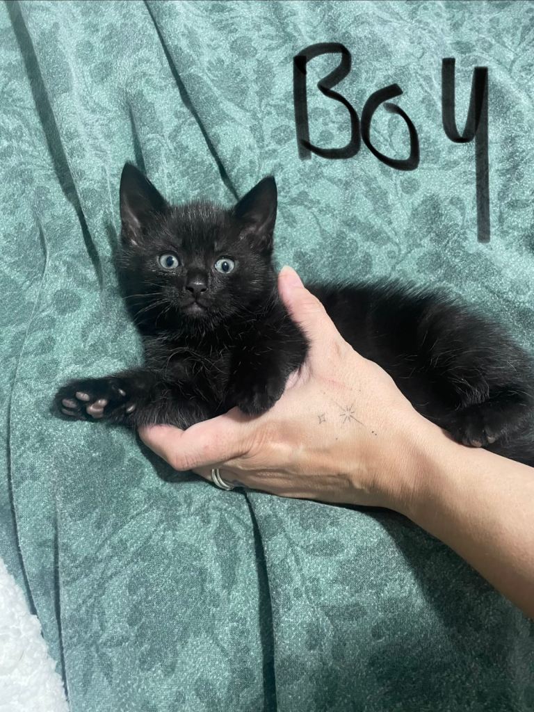 3 black kittens 