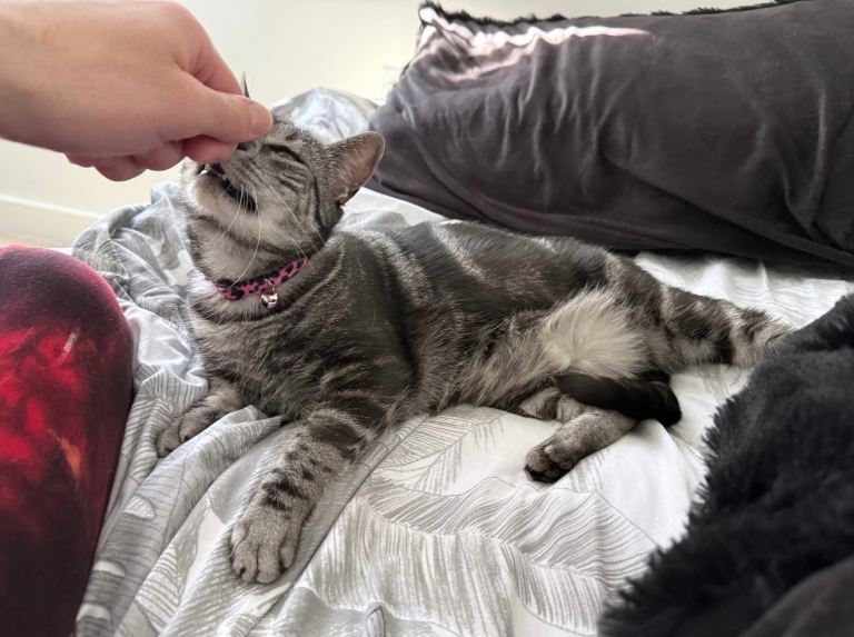 Lyra Silver Tabby BSH & Turkish Angora Mix