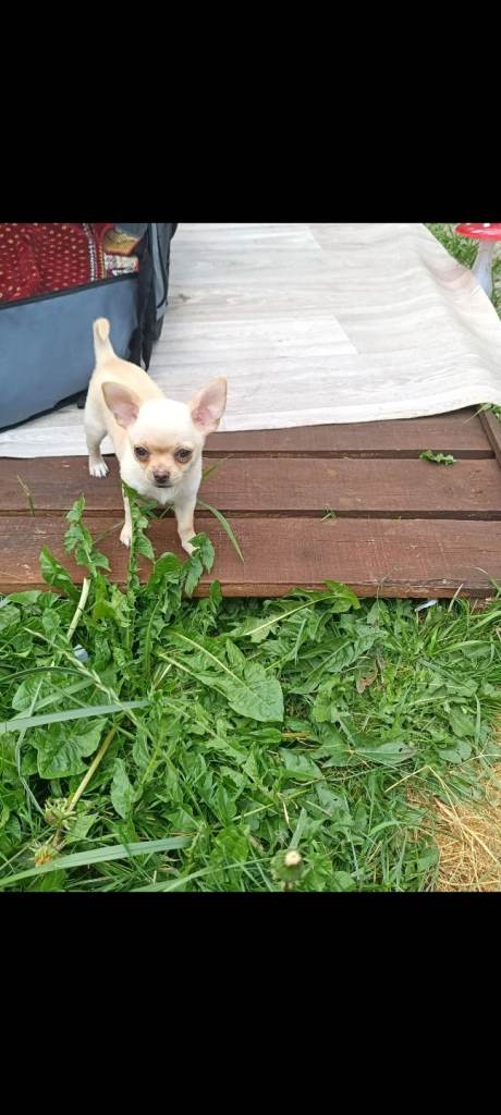Chihuahua puppies 