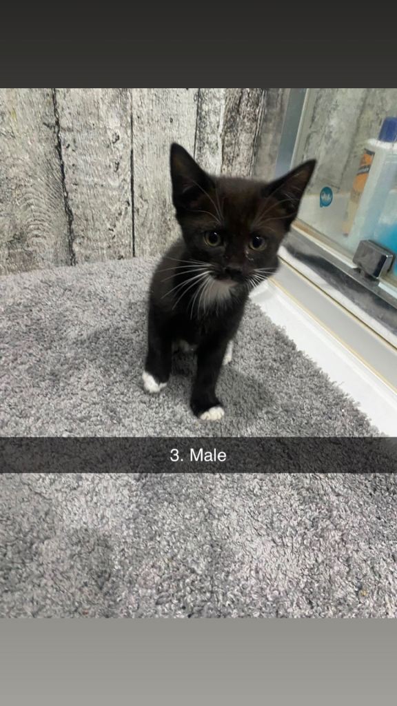 Kittens ready for new home