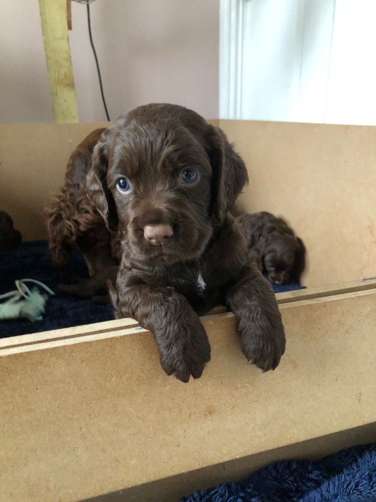 Cocker spaniel puppies 