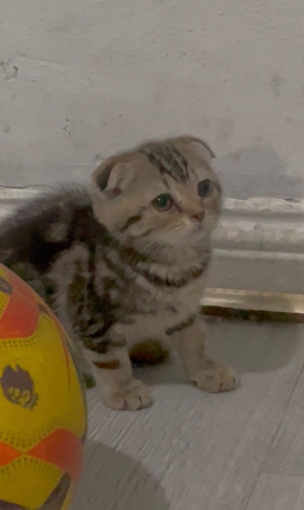 Kittens for sale 