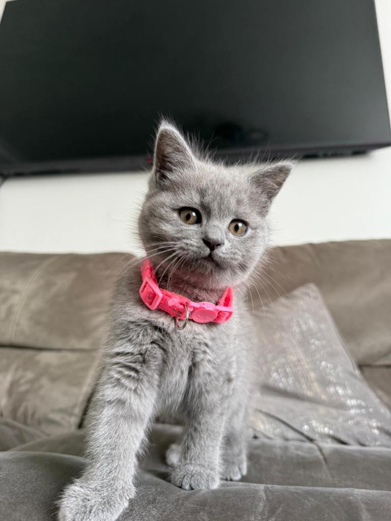 British shorthair kitten 
