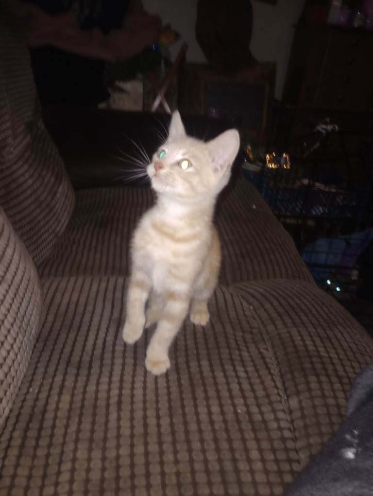 Kittens in need of good homes 