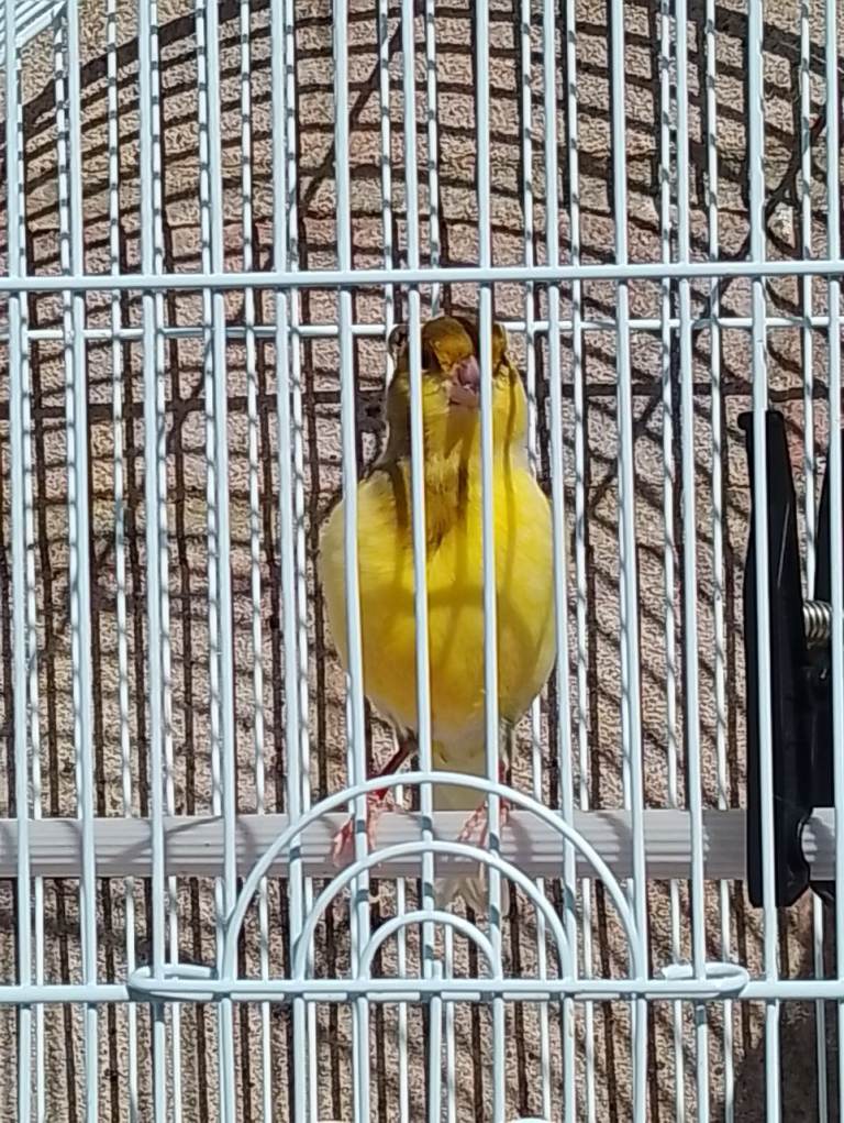 Male Canary + cage