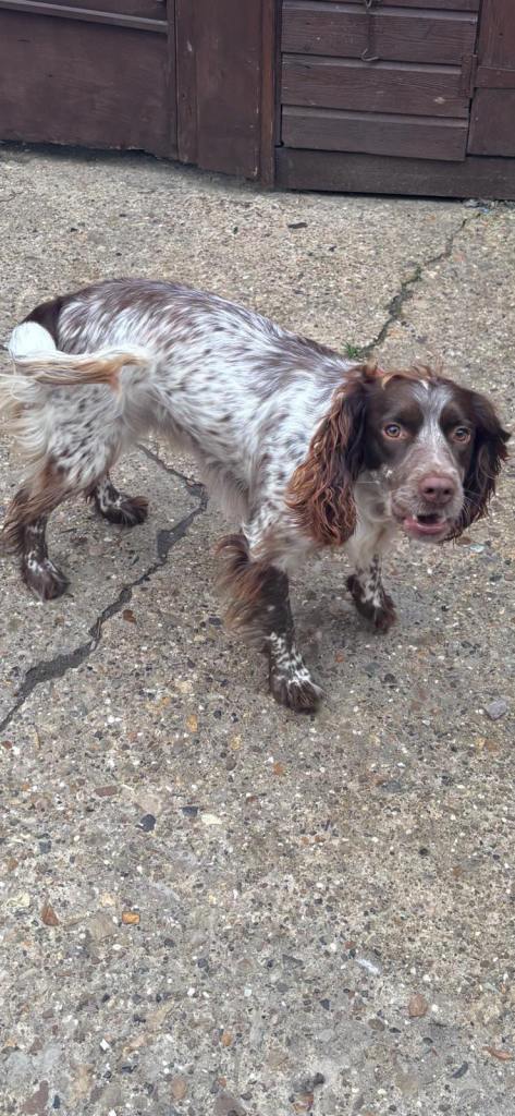 5x beautiful cocker spaniel puppies for sale 