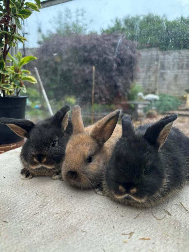 1 N.Dwarf, 3 Mini lop crosses