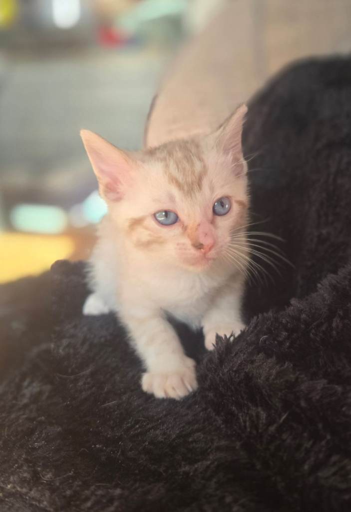 Snow lynx & dark charcoal marble kittens