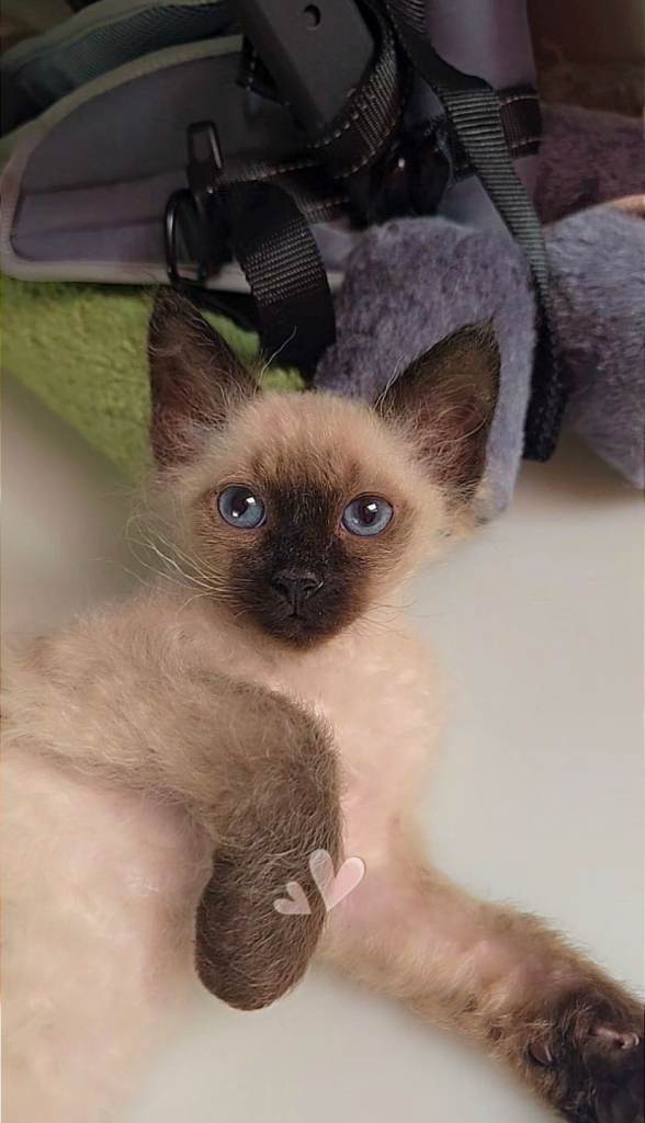 Seal Point Laperm Kitten