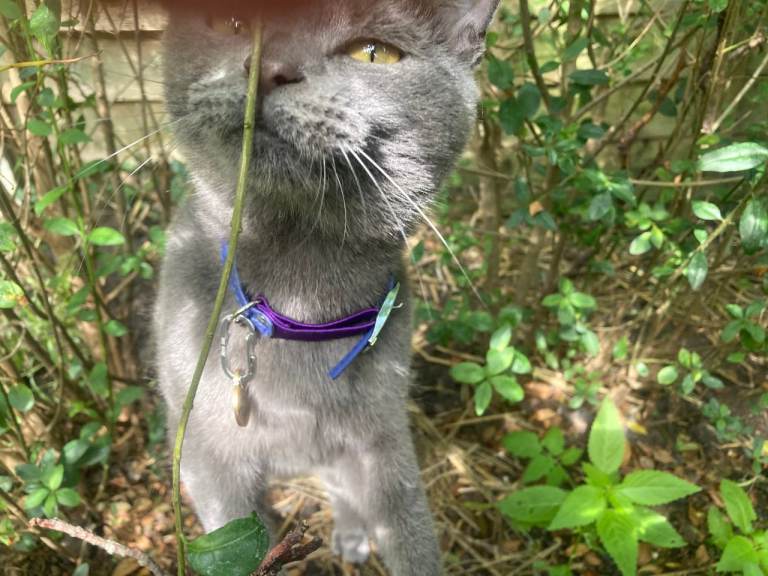 Tabatha mixed breed cat
