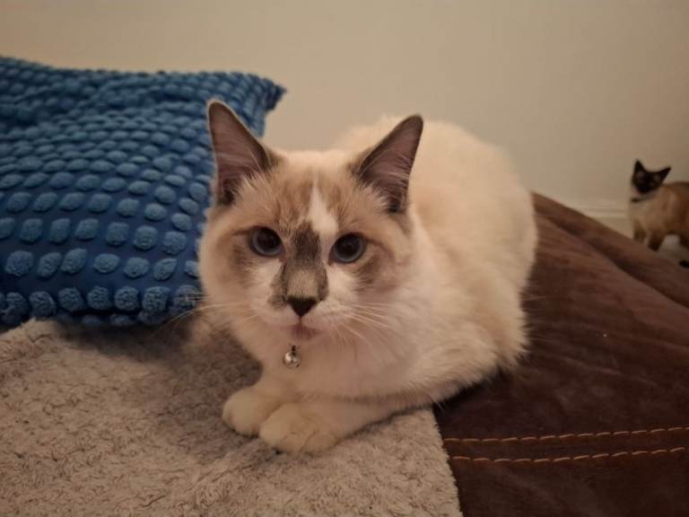 male grey and white ragdoll