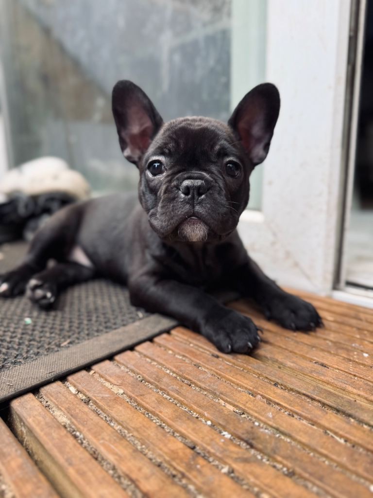 French bulldog puppies 