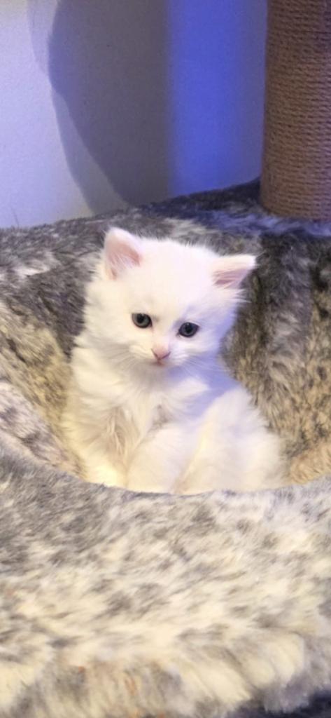 Kittens for sale