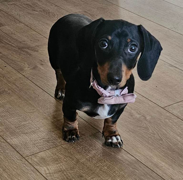 4 month old miniature Dachshund 