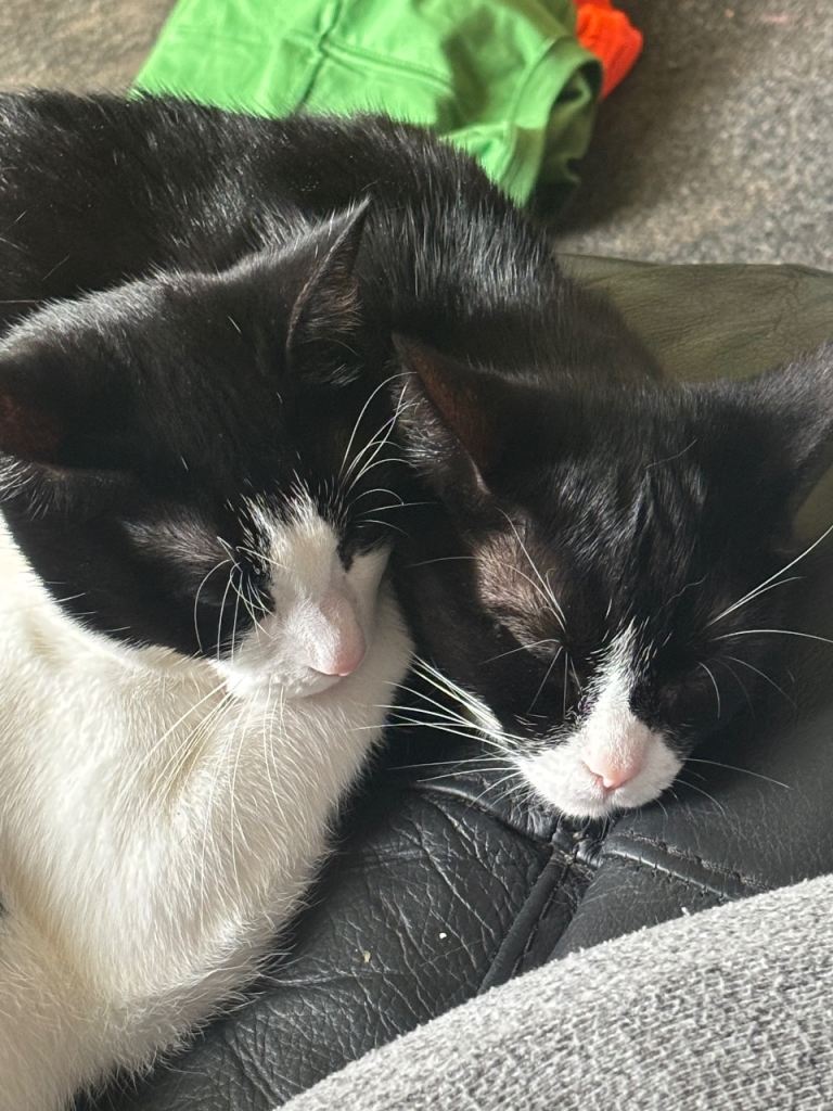 Two female house cats 4 years old